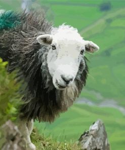 Herdwick Sheep Paint By Number