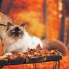 Himalayan Cat In Fall Paint By Number