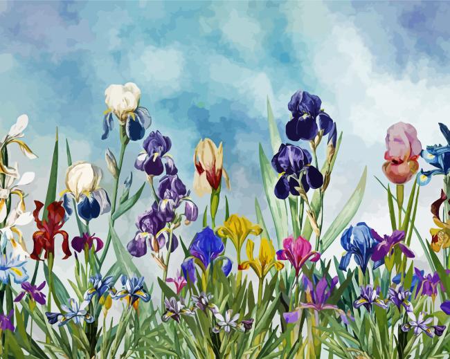 Iris Flowers Paint By Number
