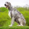 Irish Wolfhound Dog Paint By Number