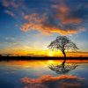 Panorama Beautiful Tree By Water At Sunset Paint By Number