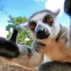 Primate Taking Selfie Paint By Number