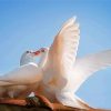 Romantic White Doves Birds Paint By Number