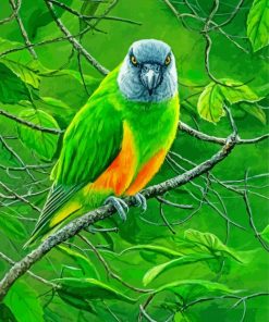 Senegal Bird Art Paint By Number