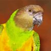 Senegal Parrot Bird Head Paint By Number