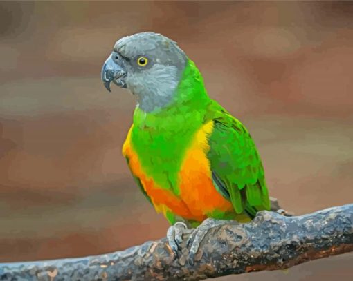 Senegal Parrot Bird Art Paint By Number