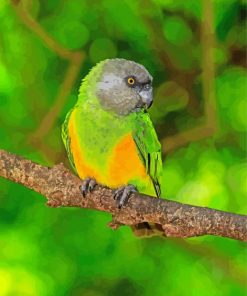 Senegal Parrot Paint By Number
