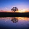 Silhouette Tree By Water At Sunset Paint By Number