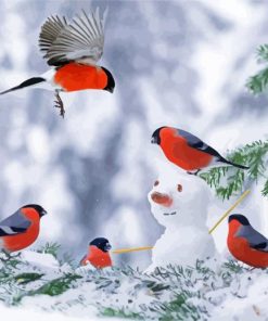 Snowman With Robin Birds Paint By Number