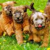 Soft Wheaten Puppies Paint By Number
