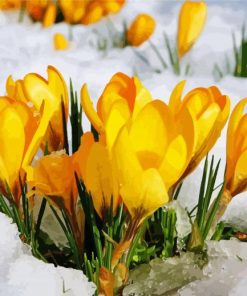 Yellow Spring Flower In Snow Paint By Number