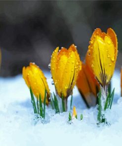 Spring Flower In Snow Paint By Number