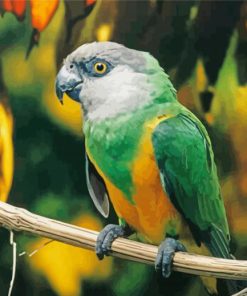 The Senegal Parrot Paint By Number