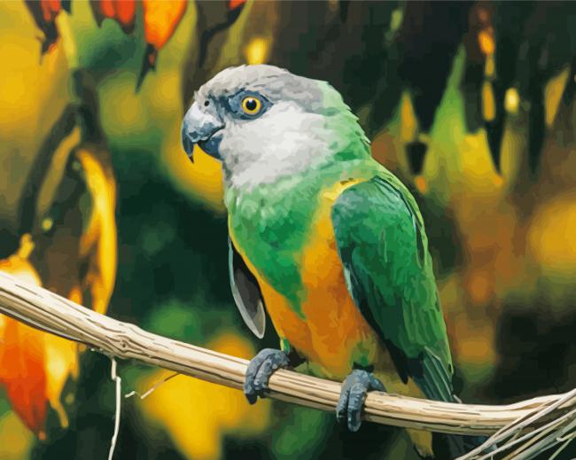 The Senegal Parrot Paint By Number