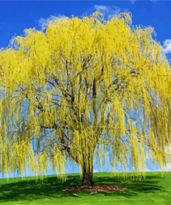 Weeping Willow Plant Paint By Number
