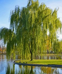 Weeping Willow Tree Paint By Number