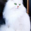 White Fluffy Cats Paint By Number