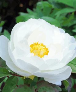 White Peony Flower Paint By Number
