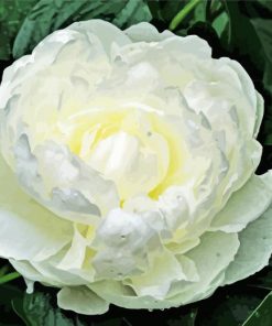 White Peony Paint By Number