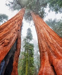 Wonderful Giant Sequoia Paint By Number