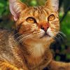 Adorable Abyssinian Cat Paint By Number