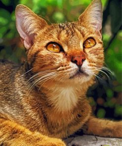 Adorable Abyssinian Cat Paint By Number