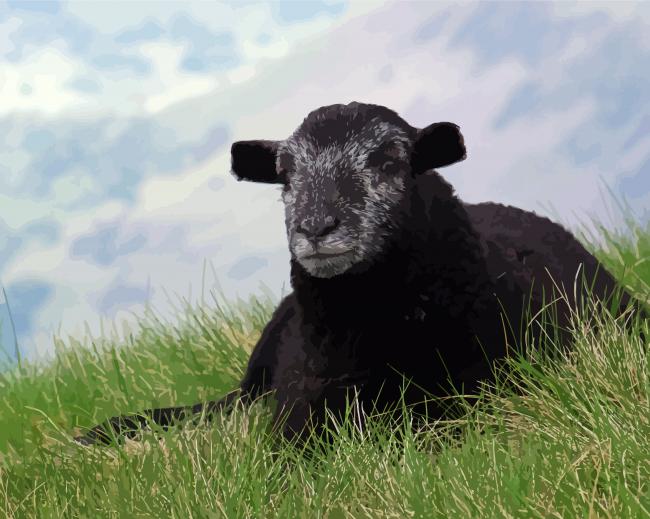 Black Herdwick Sheep Paint By Number