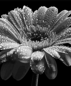 Black And White Flower Paint By Number