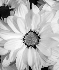 Black And White Flowers Paint By Number