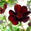 Dark Red Flower Paint By Number