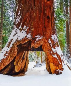 Giant Sequoia In Winter Paint By Number