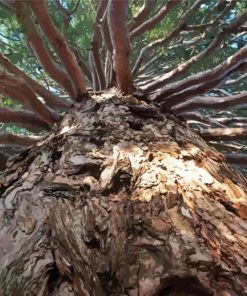Giant Sequoia Tree Paint By Number