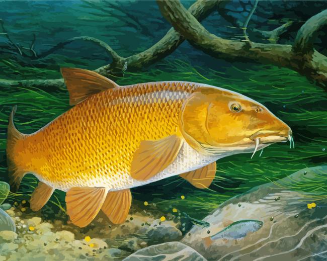 Golden Barbel Fish Paint By Number