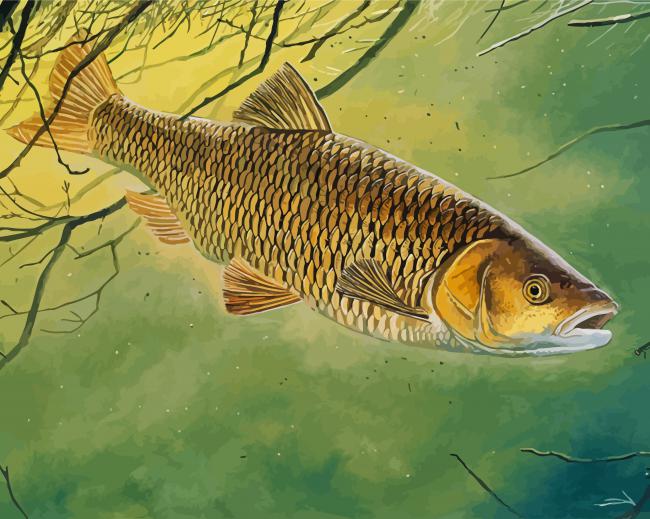 Golden Chub Fish Paint By Number