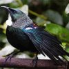 Honeyeater Tui Paint By Number