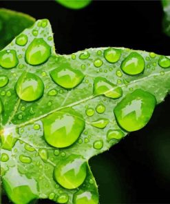 Aesthetic Ivy Leaf With Water Drops Paint By Number