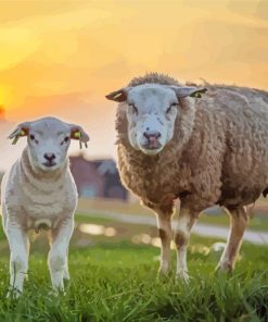 Sheep And Lamb Animals At Sunset Paint By Number