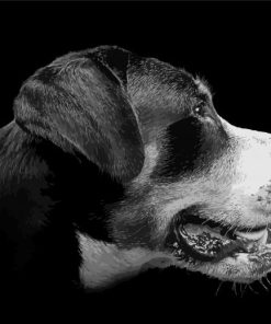 Black And White Greater Swiss Mountain Dog Paint By Number