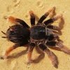 Tarantula Spider Paint By Number
