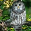 Adorable Barred Owl Paint By Number