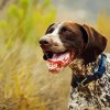 Aesthetic German Shorthaired Pointer Paint By Number