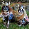 Aesthetic Vikings Dogs Paint By Number