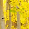 Aesthetic Yellow Speen Trees Paint By Number