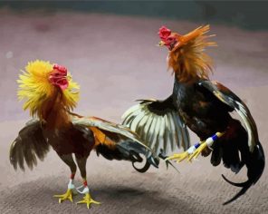 Artistic Rooster Fight Paint By Number