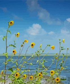 Beach Sunflowers Paint By Number