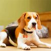 Beagle Dog - aint By Number