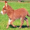 Beautiful Mini Donkey Paint By Number