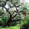 Beautiful Spanish Moss Paint By Number