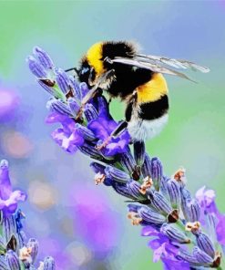 Bee On Lavender Flower Paint By Number