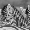 Black And White Zebra Animals Paint By Number